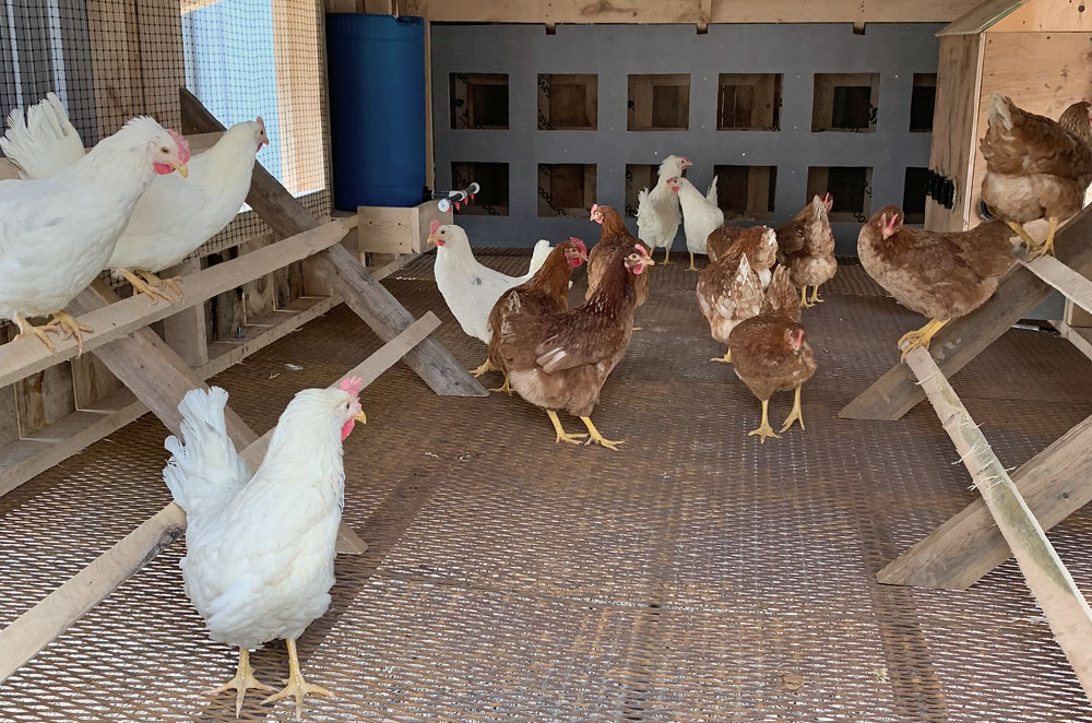 Jadar Farms Chickens